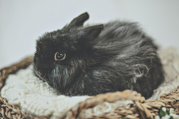 jersey wooly bunny