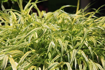 細い葉が特徴的なオリヅルラン