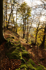 Fototapeta premium Bäume