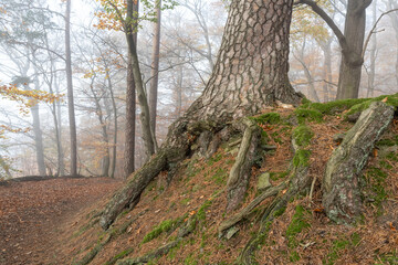 Fototapeta premium Nebelwald
