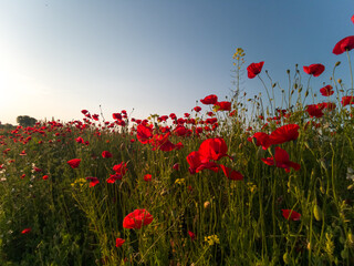 Obraz na płótnie Canvas Spring field of poppies