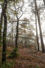 Obraz premium Nebelwald