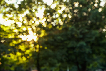 Obraz premium Blurred view of tree branches in park on sunny morning. Bokeh effect