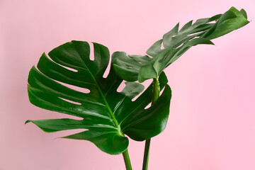 Fototapeta na wymiar Beautiful monstera leaves on pink background. Tropical plant