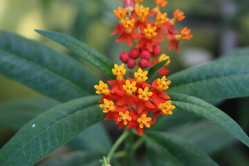 Yellow and red "Bloodflowers" (or Tropical Milkweed, Mexican Butterfly Weed) in St. Gallen, Switzerland. Its Latin name is Asclepias Curassavica, native to South America, Caribbean.