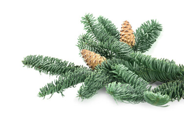 Fototapeta na wymiar Fir tree branch with pinecones isolated on white