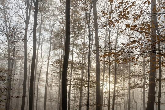 Nebelwald