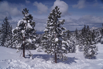 Pretty winter landscape scene of snow covered trees in a meadow, with a lake in the background