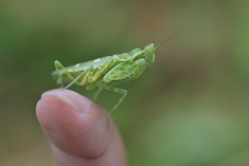 praying mantis on a finger