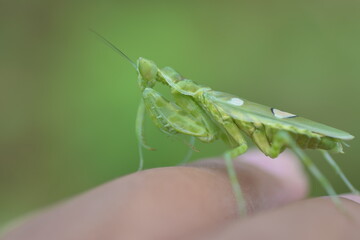 praying mantis on a finger
