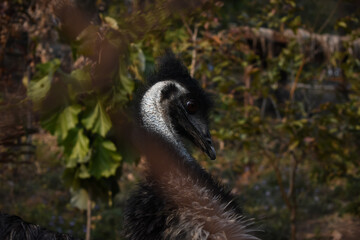 picture of head of an emu. second largest bird in world