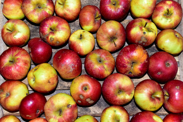 Old red apples, background texture