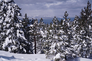 Pretty winter landscape scene of snow covered trees in a meadow, with a lake in the background