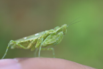 praying mantis on a finger