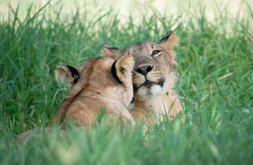 Lion Snuggling