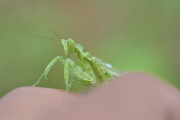 praying mantis on a finger