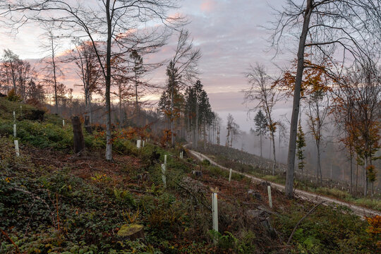 Nebelwald