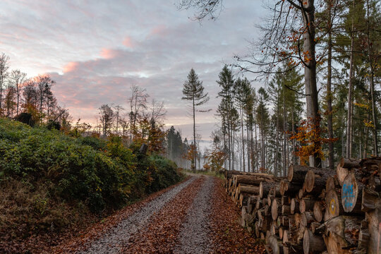 Nebelwald
