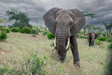 Fototapeta na wymiar Elephant Feeding on Grasses