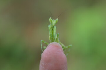 praying mantis on a finger