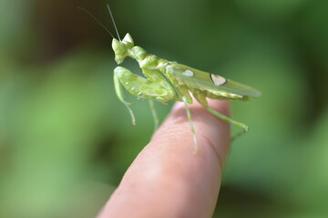 praying mantis on a finger