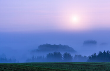 Misty morning in the field