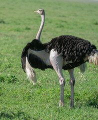 Male Ostrich, Ngorongoro