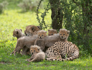 Cheetah Family © Betty Sederquist