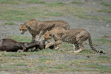 Cheetahs Dragging Fresh Wildebeest Kill
