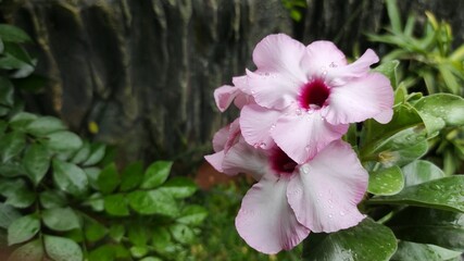 Fototapeta premium pink orchid flower