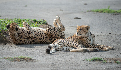 Lazy Cheetahs, Serengeti, Africa