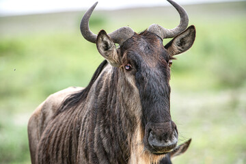 Wildebeest Portrait