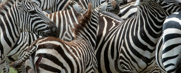 Obraz na płótnie Canvas Zebra Patterns