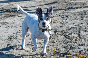 Mixed breed dog walking in the sand at the beach