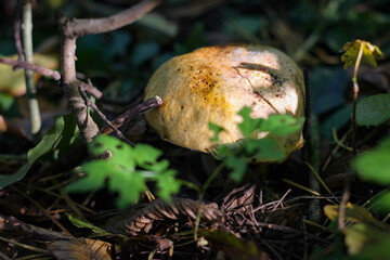 Wonderful mushroom photographed close up in the  sunlight