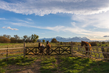 Three horses stand up in front of the wooden fence
