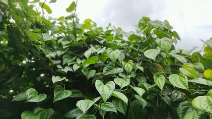 green leaves and sun