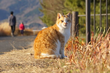 河川敷沿いの道に座るトラ猫