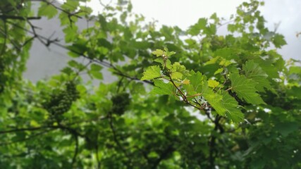 green leaves in spring