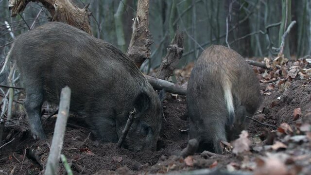 Closeup youngs wild boar Sus scrofa calm piggy looking for nutriment in dark woods. Wildlife tranquil scene of long furry animal. Strong nose and well smell sense to search food in omnivorous mammal