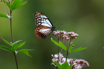 Obraz premium フジバカマを吸蜜するアサギマダラ