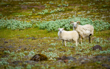 Fototapeta na wymiar sheep in the mountains. Icelandic sheep
