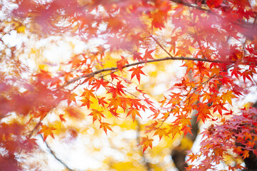 Best beautiful picture of colorful maple leaves