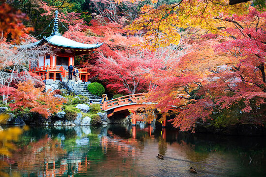 Japanese Heritage. Serene Famous Daigo-ji Temple During Beautiful Red Maples Autumn Season at Kyoto City in Japan