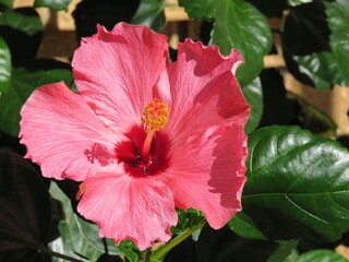 This is a red Hibiscus Flower.