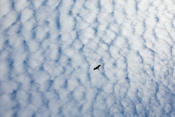 トンビと青空とうろこ雲