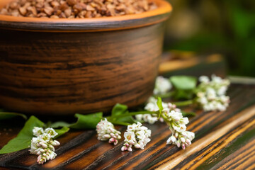 buckwheat in clay plate on table. Fresh buckwheat flowers. Healthy Food Concept