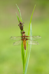 dragonfly larvae crawls out of the water to the shore and rises through the plant, metamorphosis of the appearance of an adult (adult) from a nymph (larva).