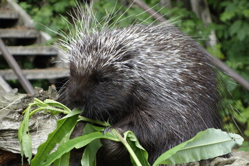 hedgehog in the forest