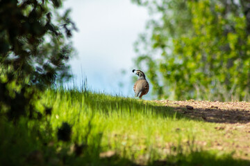 A California Quail on a grassy trail